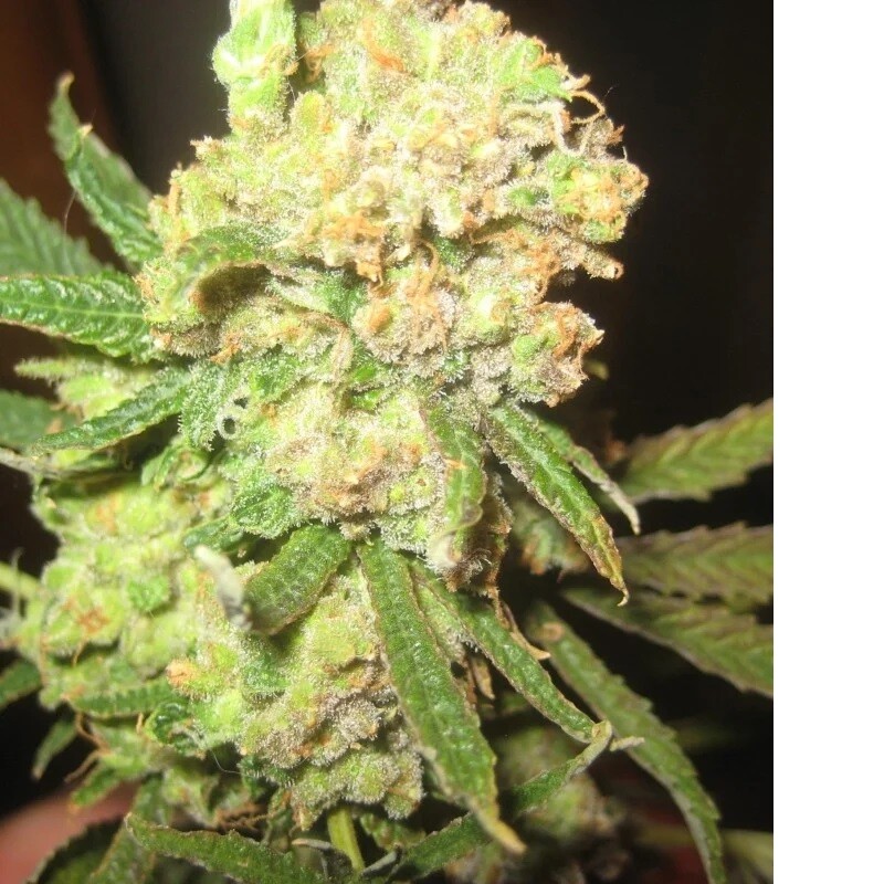 Cannalope Haze