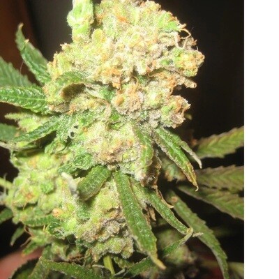 Cannalope Haze