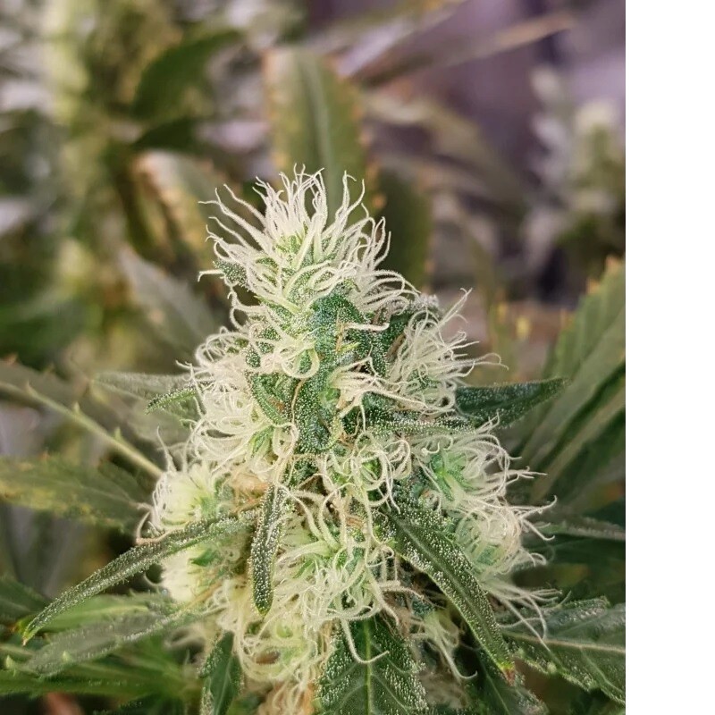 Black Domina
