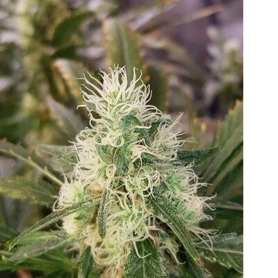 Black Domina