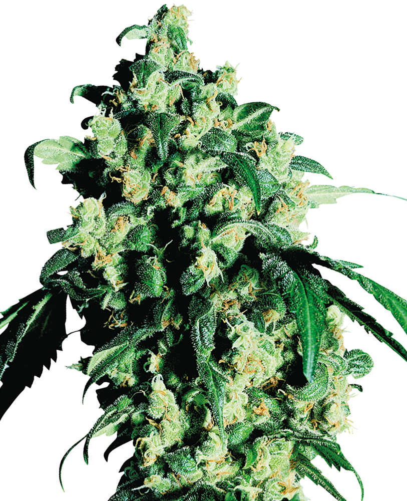 Super Skunk - Reg