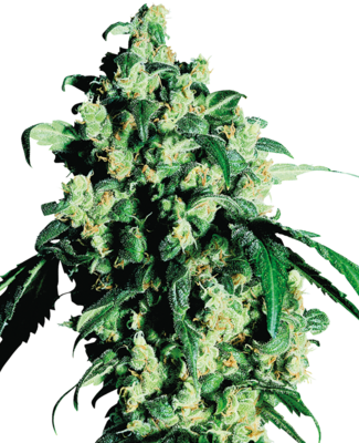 Super Skunk - Fem