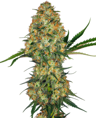 Hindu Kush