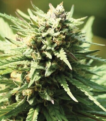 Stoopid Fruits/Slightly Stoopid