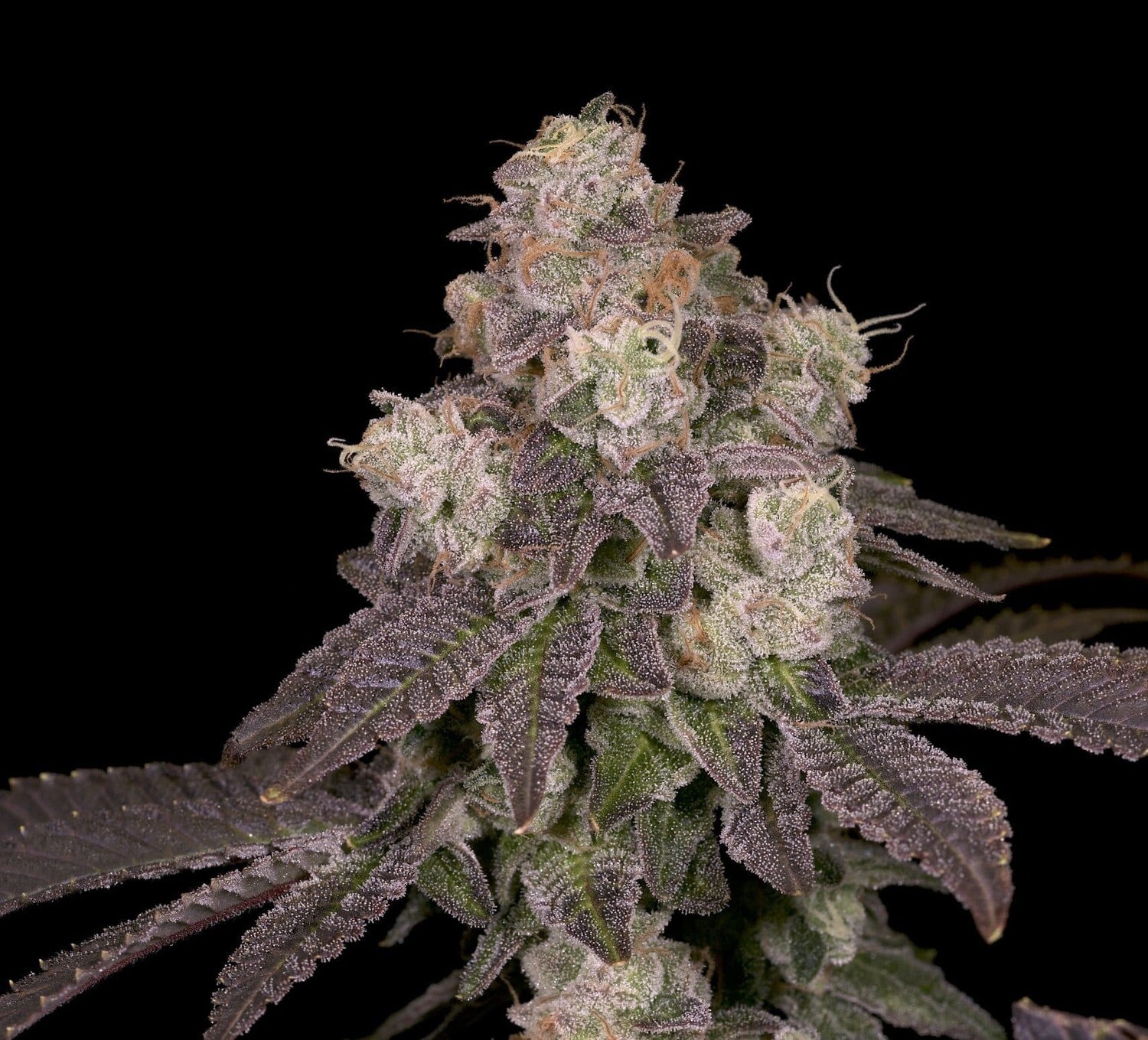 Moonbow 112 IX