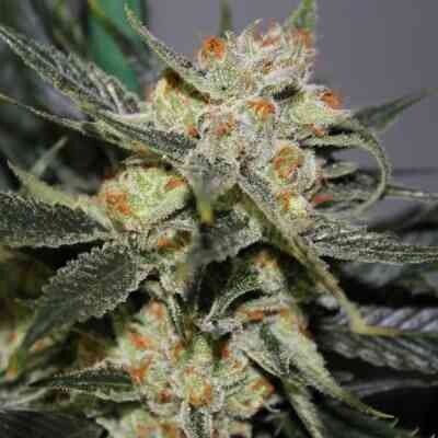 Strawberry Shortcake F2