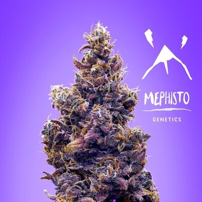 Purple Nuggets