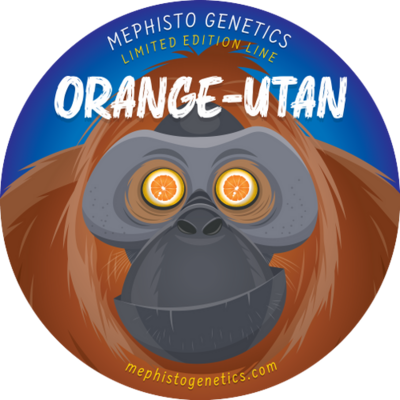 Orange-utan