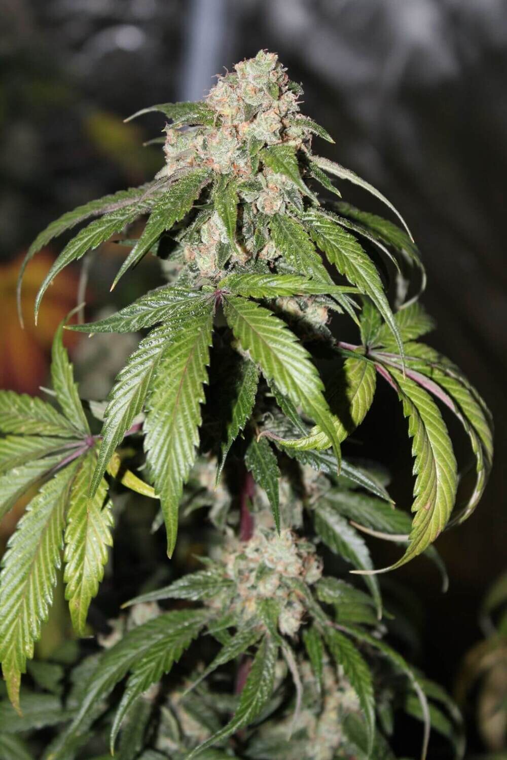 Samsquanch OG