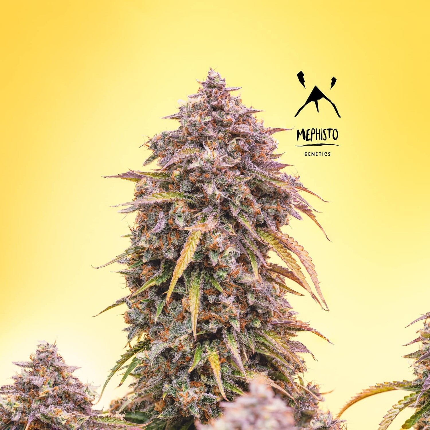 3 Bears OG