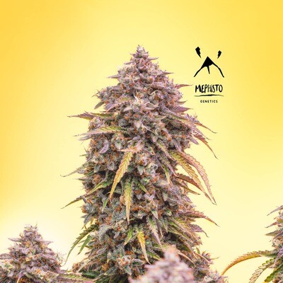 3 Bears OG