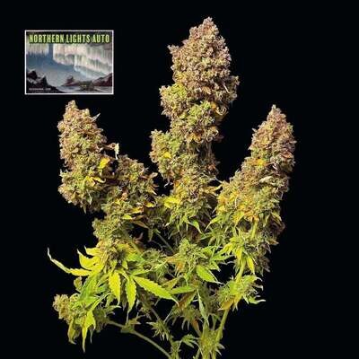 Northern Lights - Auto