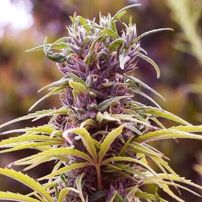 Durban Poison