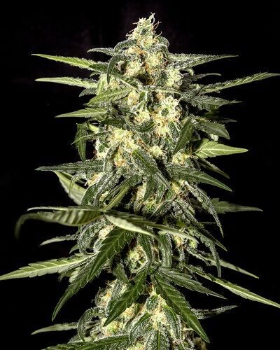 Jack Herer - Auto