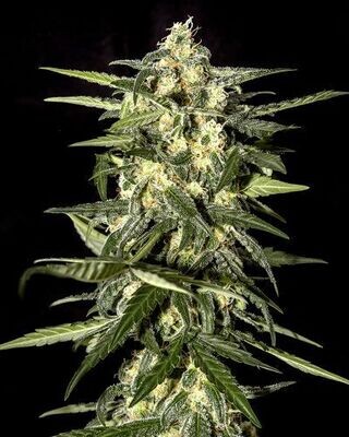 Jack Herer - Auto