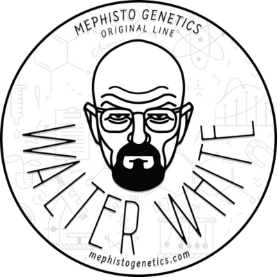 Walter White