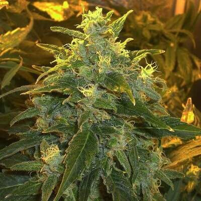 Northern Lights