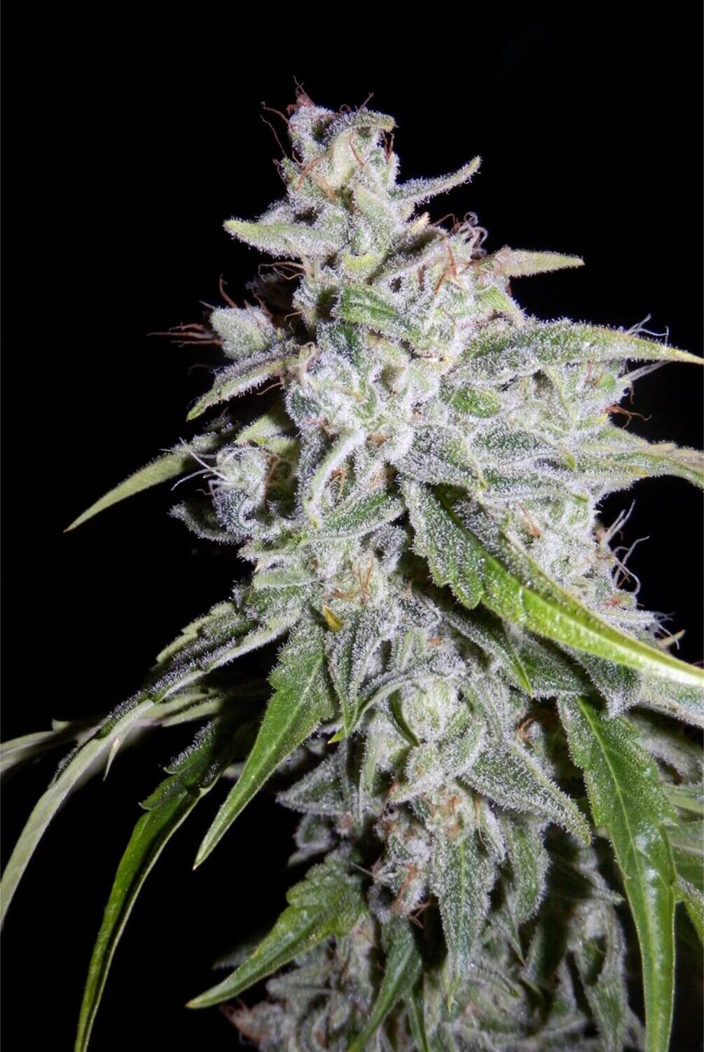 Walter White