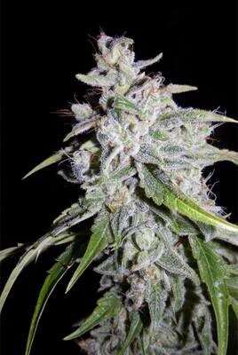 Walter White