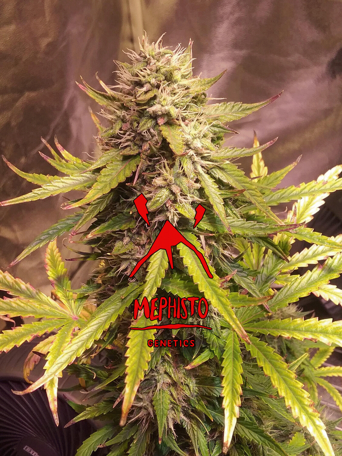 Sour Bubbly