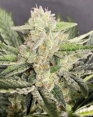 Bruce Banner #3