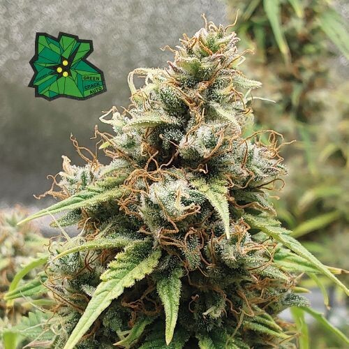 Green Crack