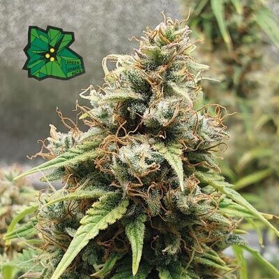 Green Crack