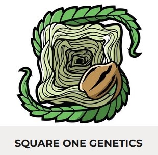 Square One Genetics