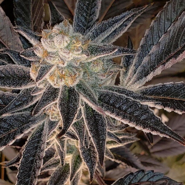 Pure Michigan F2