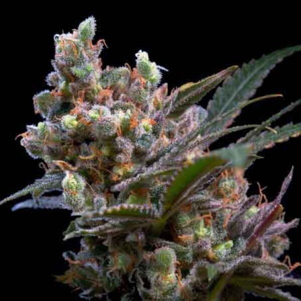 Critical Bilbo