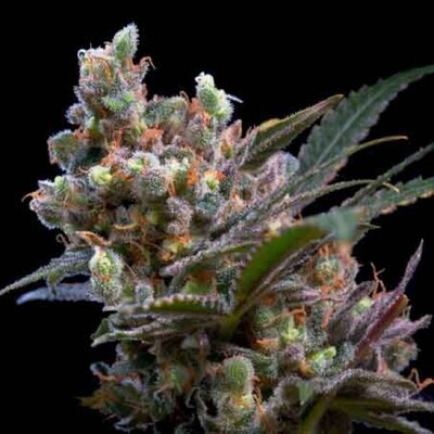 Critical Bilbo