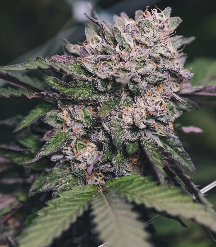 Gelato 33