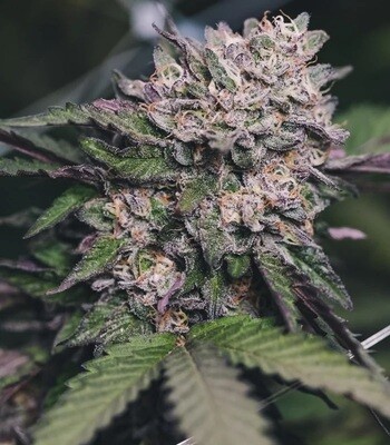 Gelato 33