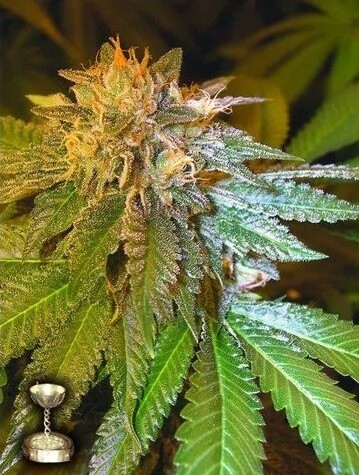 LA Confidential