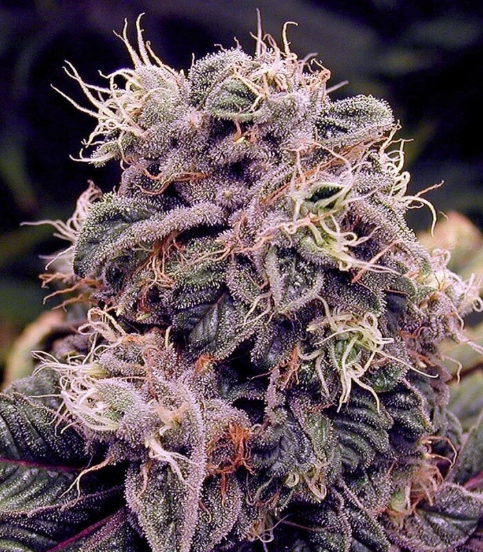 Blueberry Kush