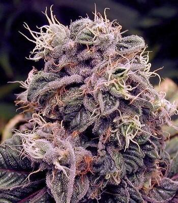 Blueberry Kush