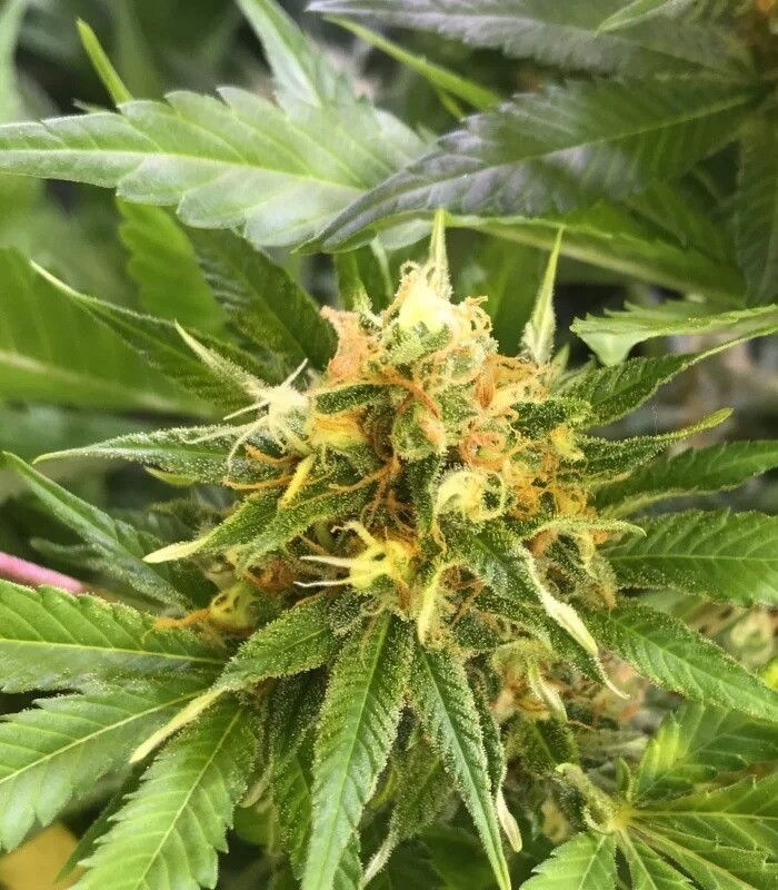 Hash Plant