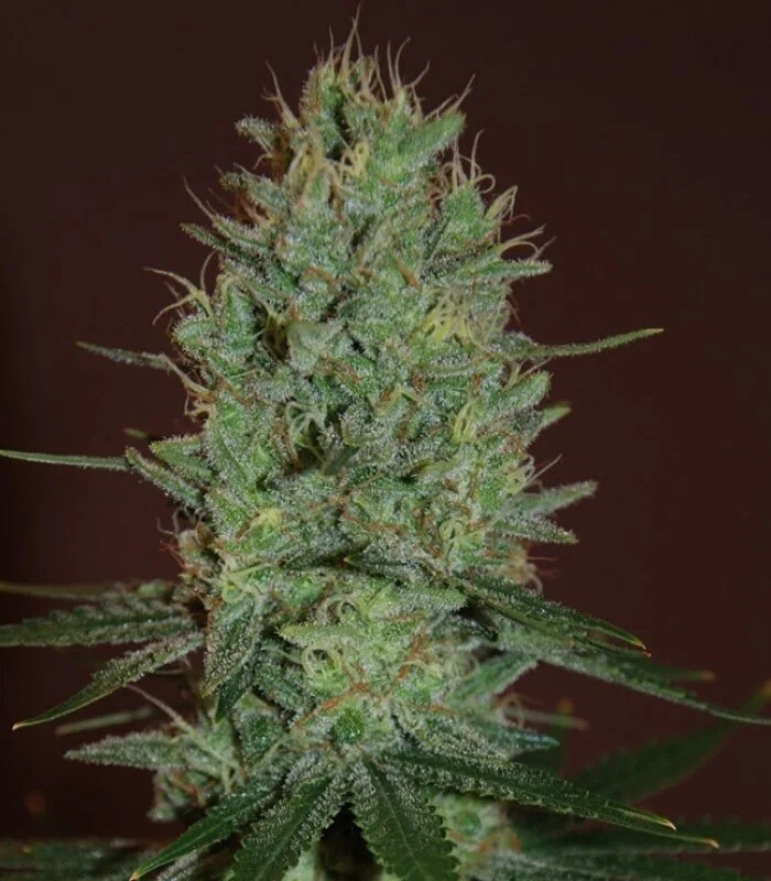 Amnesia Haze