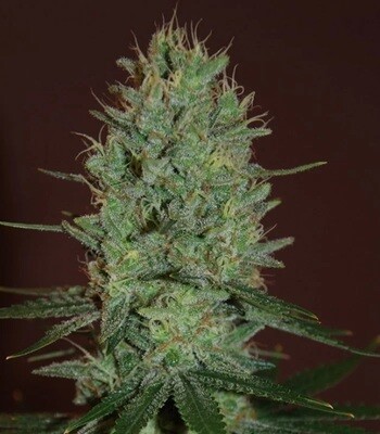 Amnesia Haze