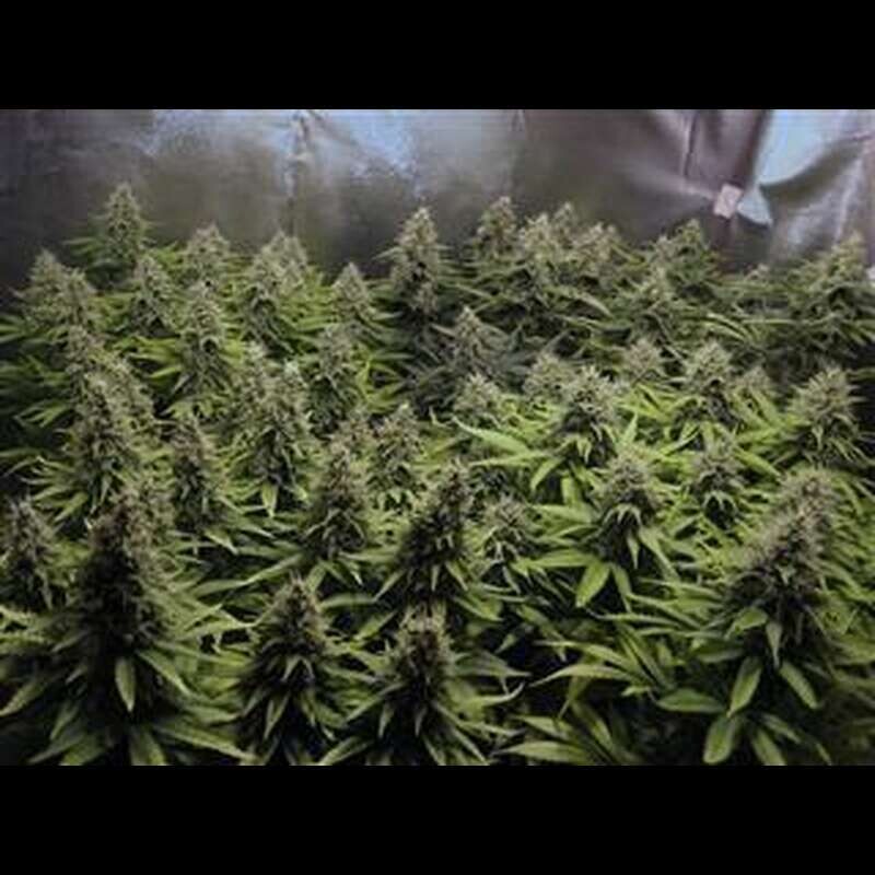 Critical Widow