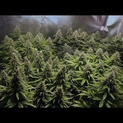 Critical Widow