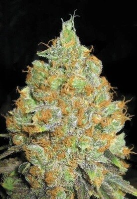 Critical Mass