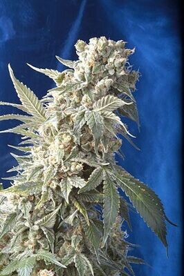 AK-47