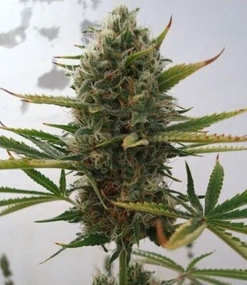 Super Skunk