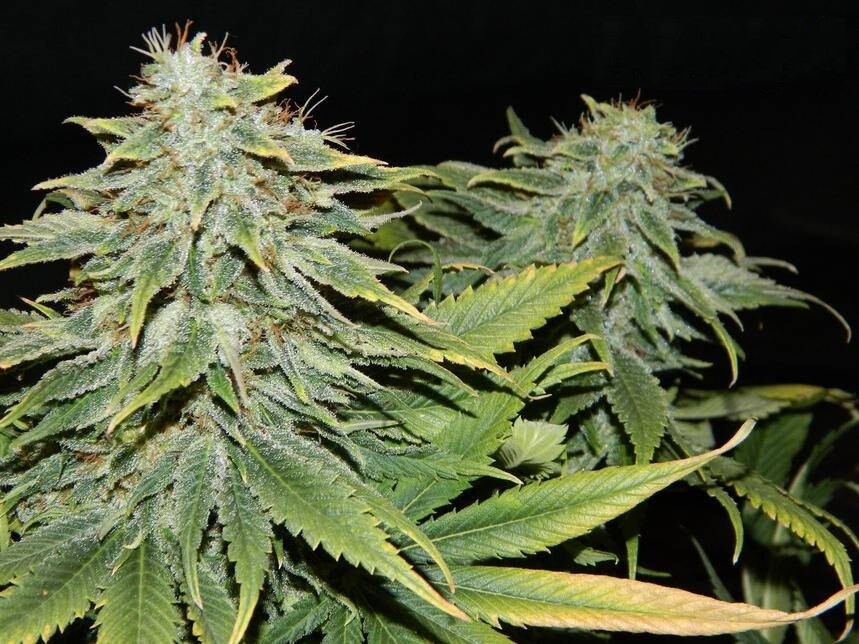 Super Bud