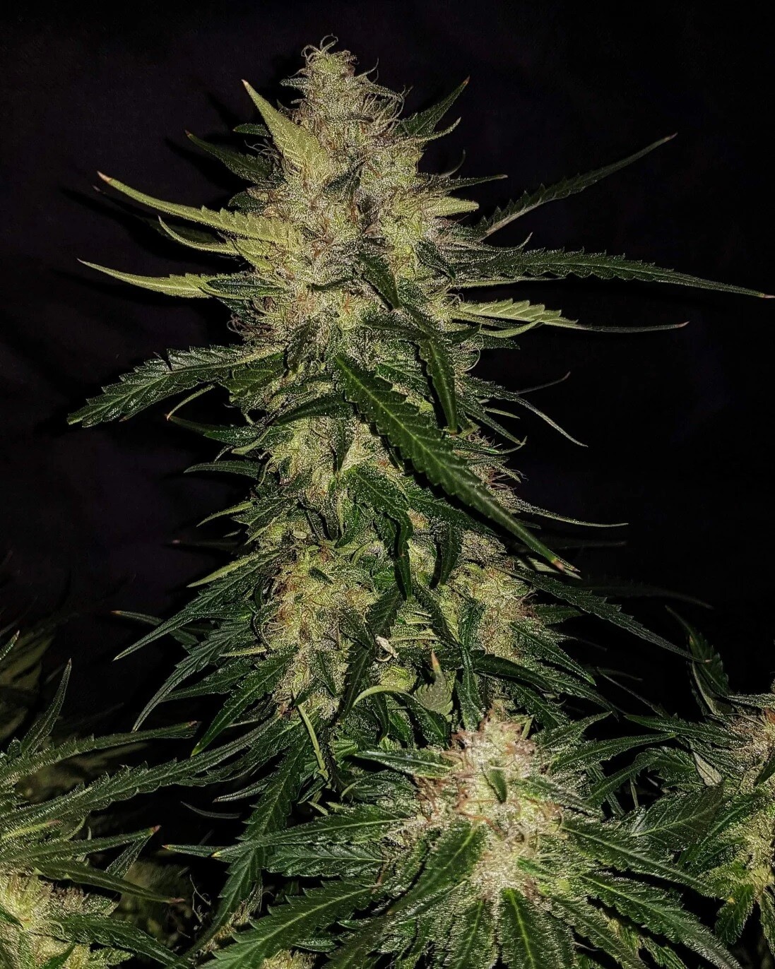 Zkittlez