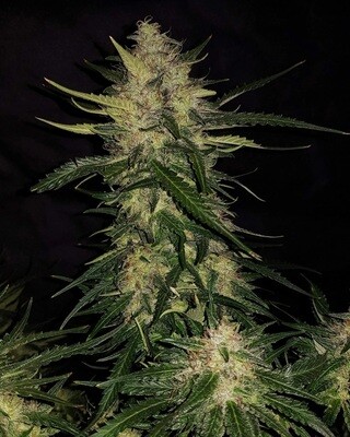 Zkittlez