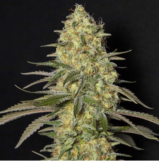 Black Dream