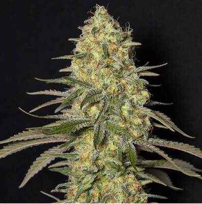 Black Dream