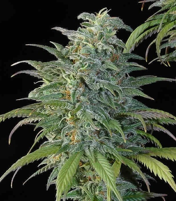 Big Bud Kush